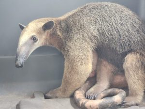 Carabineros de Colombia en Vichada realizan operativo de rescate de fauna silvestre en riesgo.