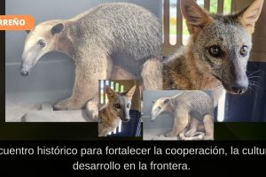Carabineros rescatan un oso hormiguero en Vichada para su protección y reubicación en hábitat seguro.
