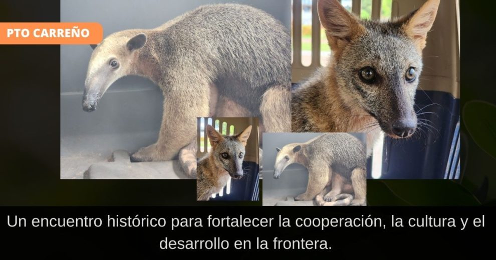 Carabineros rescatan un oso hormiguero en Vichada para su protección y reubicación en hábitat seguro.